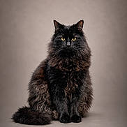 Moon a rejoint le concours — aidez-le/la à gagner de superbes lots ! animal, black_cat, calm, cat, cute, domestic_cat, feline, fluffy, fur, furry, indoor, long_hair, looking_at_camera, mammal, pet, portrait, sitting, studio, whiskers, yellow_eyes