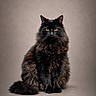 animal, black_cat, calm, cat, cute, domestic_cat, feline, fluffy, fur, furry, indoor, long_hair, looking_at_camera, mammal, pet, portrait, sitting, studio, whiskers, yellow_eyes