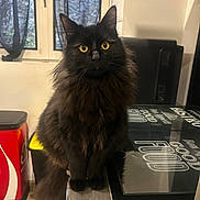 Moon participe au concours pour gagner de l'argent avec cette photo : cat, black_cat, yellow_eyes, fluffy_fur, indoor, kitchen, window, counter, curious, pet, animal, feline, domestic_cat, sitting, portrait, household, appliance, reflection, furniture, curtains
