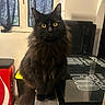 Moon participe au concours pour gagner de l'argent avec cette photo : animal, appliance, black_cat, cat, counter, curious, curtains, domestic_cat, feline, fluffy_fur, furniture, household, indoor, kitchen, pet, portrait, reflection, sitting, window, yellow_eyes