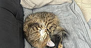 Mochi participe au concours pour gagner de l'argent avec cette photo : cat, tabby, sleeping, curled_up, blanket, couch, cozy, indoor, feline, pet, fur, relaxed, resting, home, pillow, comfort, domestic_animal, animal, cute, nap