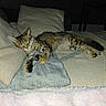 Mochi a rejoint le concours — aidez-le/la à gagner de superbes lots ! cat, kitten, sleeping, tabby, pillow, blanket, indoor, cozy, resting, fur, pet, cute, animal, relaxation, soft, comfort, home, feline, laying, nap