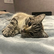 Bounty participe au concours pour gagner de l'argent avec cette photo : cat, tabby, pet, indoor, bed, soft, cozy, feline, cute, relaxed, whiskers, fur, animal, laying, closeup, portrait, domestic, sleepy, home, resting