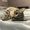 cat, tabby, pet, indoor, bed, soft, cozy, feline, cute, relaxed, whiskers, fur, animal, laying, closeup, portrait, domestic, sleepy, home, resting