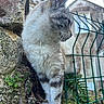 cat, feline, animal, outdoor, stone, moss, fence, green, building, window, plant, nature, fur, whiskers, ears, paw, curious, profile, daylight, rustic
