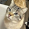 cat, blue_eyes, fur, whiskers, pet_bowl, floor, indoor, curious, close_up, animal, feline, domestic, looking_up, pink_nose, ears, face, tabby, soft_light, household, pet