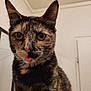 cat, tortoiseshell, close_up, indoor, pet, animal, whiskers, ears, tongue_out, curious, feline, portrait, domestic_cat, fur, face, eyes, cute, mammal, looking, expression