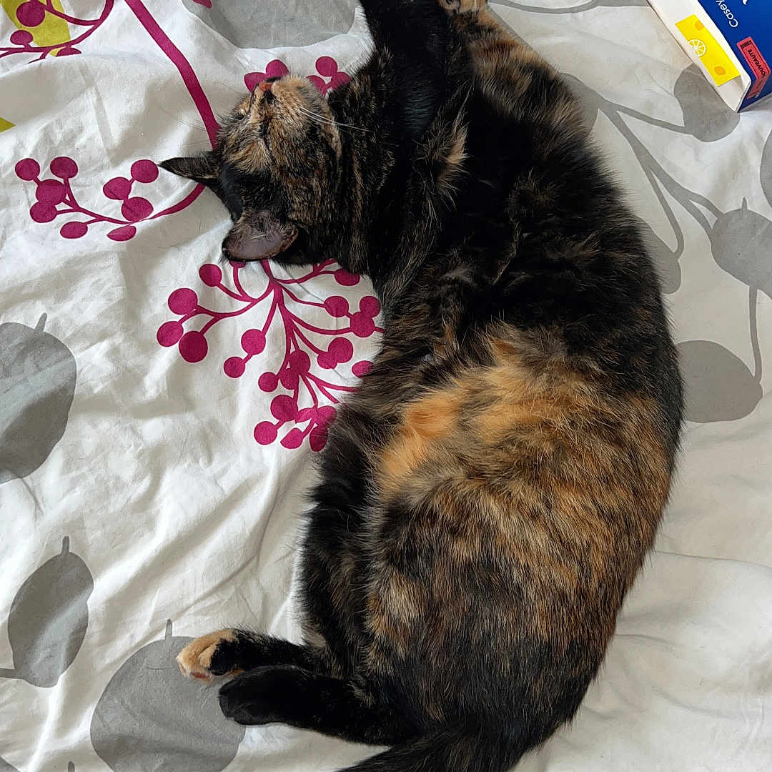Vinita participe au concours pour gagner de l'argent avec cette photo : animal, bed, bedding, book, cat, cozy, domestic, floral_pattern, fur, green, indoor, pet, purple, reading_material, relaxed, resting, sleeping, stretching, tortoiseshell_cat, white