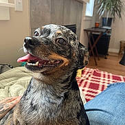 Stormy is registered to the contest to win money with this photo: blanket, canine, close_up, companion, cozy, dog, fireplace, fur, happy, indoor, lap, living_room, person_hand, pet, plant, smiling, table, tongue_out, window, wood_floor