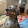 blanket, canine, close_up, companion, cozy, dog, fireplace, fur, happy, indoor, lap, living_room, person_hand, pet, plant, smiling, table, tongue_out, window, wood_floor