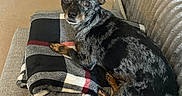 Stormy joined the competition — help win amazing prizes! animal, black_and_grey, carpet, companion, couch, cozy, curious, dog, domestic, ears_up, furniture, home, indoor, laundry_basket, looking, pet_crate, plaid_blanket, relaxed, resting, small_dog
