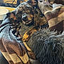 Stormy is registered to the contest to win money with this photo: dog, blanket, plaid, cozy, indoor, pet, fur, sleepy, relaxed, paw, cushion, soft, brown, black, face, snuggled, comfort, resting, animal, furniture