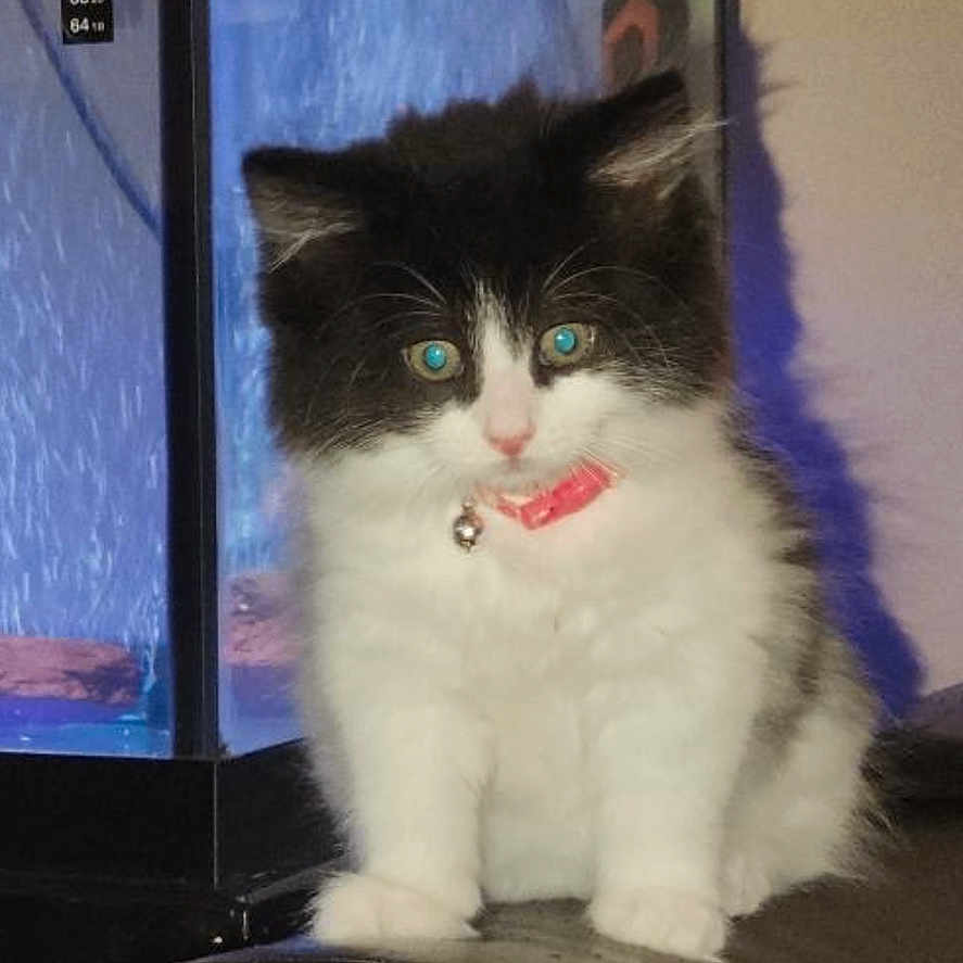 Sky joined the competition — help win amazing prizes! abyssinian, angora, animal, blackcat, bodypart, cat, computerhardware, cushion, door, electronics, hardware, homedecor, indoors, kitten, manx, monitor, mouth, person, pet, screen