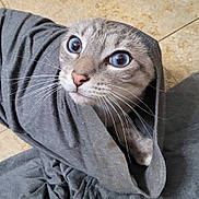Gandolf joined the competition — help win amazing prizes! cat, blue_eyes, whiskers, gray_fabric, wrapped, floor, tile, cute, pet, curious, animal, feline, indoors, close_up, soft_texture, cozy, looking_up, fur, small, domestic