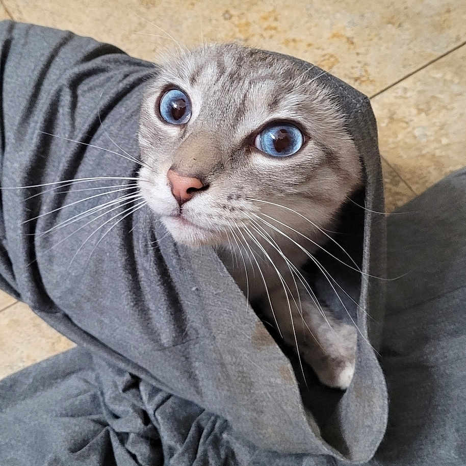 Gandolf joined the competition — help win amazing prizes! animal, blue_eyes, cat, close_up, cozy, curious, cute, domestic, feline, floor, fur, gray_fabric, indoors, looking_up, pet, small, soft_texture, tile, whiskers, wrapped