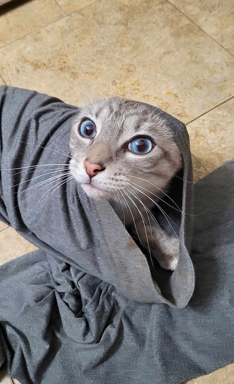 Gandolf joined the competition — help win amazing prizes! cat, blue_eyes, whiskers, gray_fabric, wrapped, floor, tile, cute, pet, curious, animal, feline, indoors, close_up, soft_texture, cozy, looking_up, fur, small, domestic