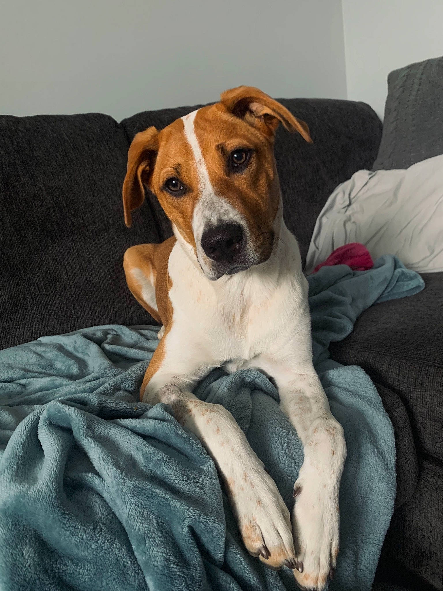Bailey joined the competition — help win amazing prizes! carnivore, comfort, companion_dog, couch, dog, dog_breed, fawn, hunting_dog, linens, snout, sporting_group, terrestrial_animal, whiskers