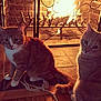 Jax And Blaze is registered to the contest to win money with this photo: animal, beige_cat, cat, cats, cozy, curious, feline, fire, fireplace, floor, home, indoor, orange_cat, pets, relaxing, rope, sitting, tail, tile, warmth