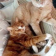 Jax And Blaze joined the competition — help win amazing prizes! animal, blanket, cat, cats, companion, couch, cozy, cute, domestic, feline, fur, ginger_cat, indoor, orange_cat, pets, relaxed, resting, sleeping, two_animals, white_paws