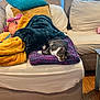 baby, blanket, casual, cat, couch, covered, cozy, curious, floor, furniture, home, indoor, knitted_blanket, living_room, pet, pillow, relaxing, resting, soft_light, wooden_floor