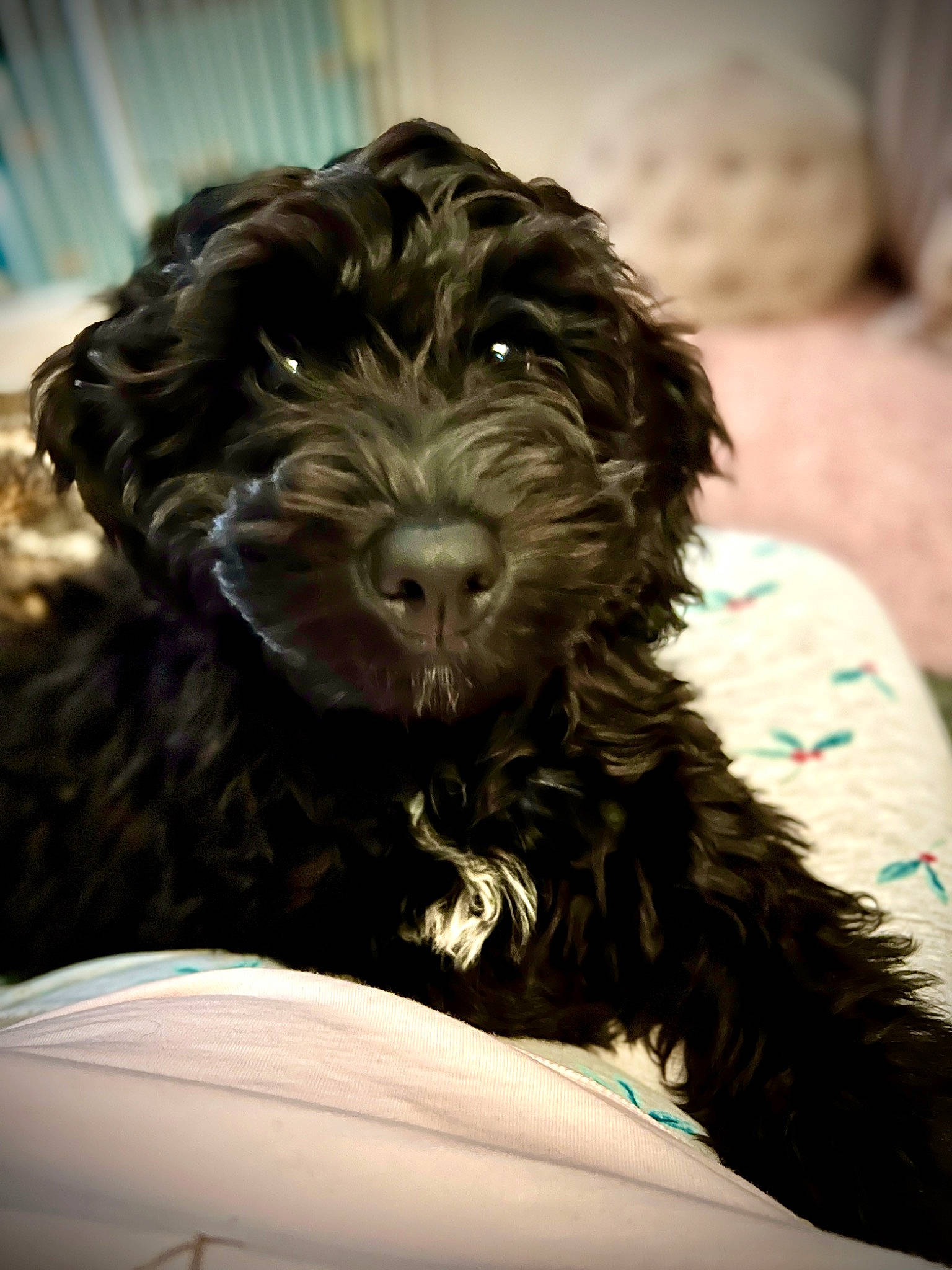 Ralphy is registered to the contest to win money with this photo: canidae, carnivore, cockapoo, comfort, companion_dog, dog, dog_breed, dog_collar, fur, liver, maltepoo, poodle, poodle_crossbreed, small_terrier, snout, sporting_group, terrier, toy_dog, water_dog, working_animal