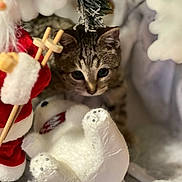 Juliana Bincoletto a rejoint le concours — aidez-le/la à gagner de superbes lots ! kitten, tabby, cat, toy, plush, santa_claus, holiday, christmas, decoration, festive, soft_toy, white, red, cute, curious, indoor, closeup, animal, feline, winter