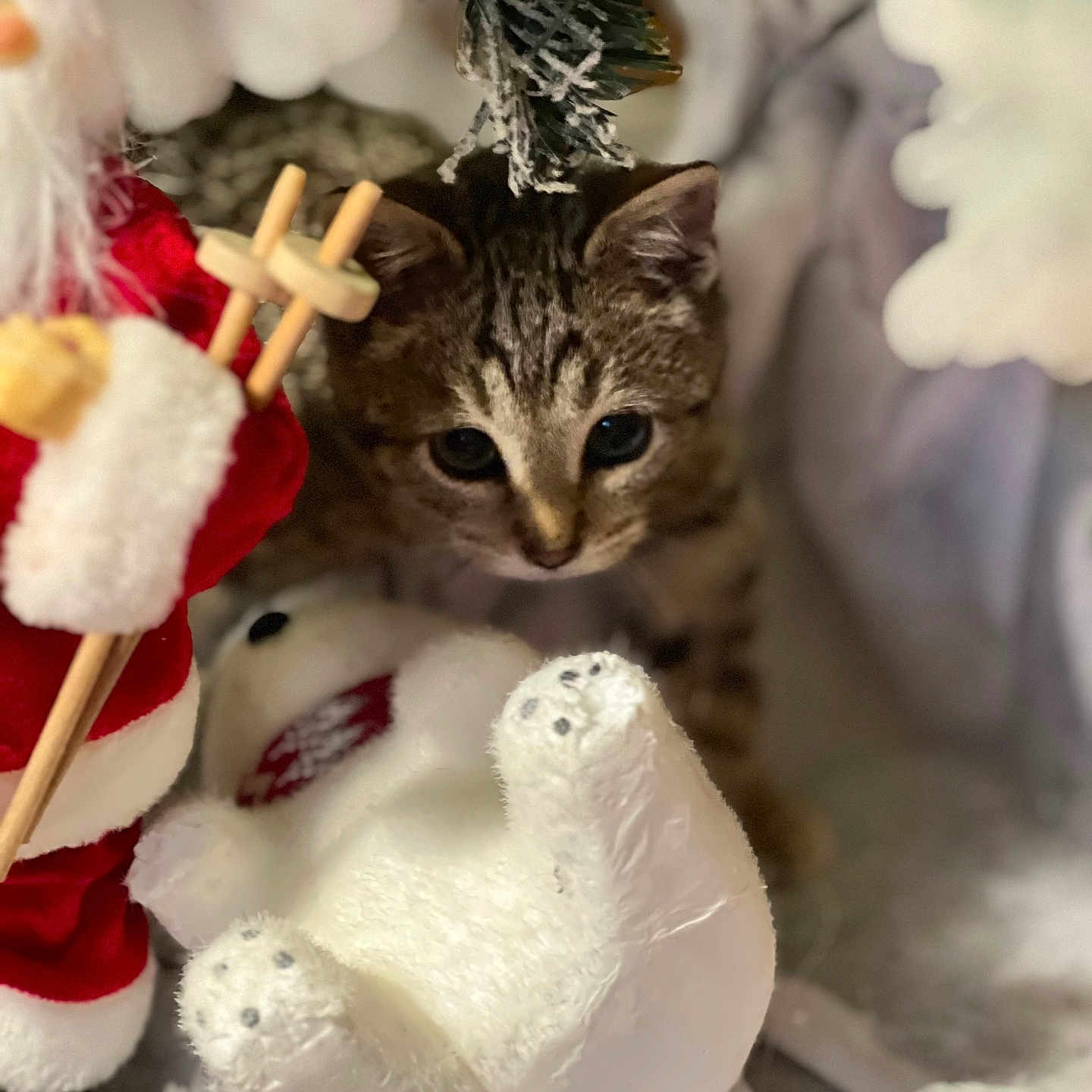 Juliana Bincoletto a rejoint le concours — aidez-le/la à gagner de superbes lots ! animal, cat, christmas, closeup, curious, cute, decoration, feline, festive, holiday, indoor, kitten, plush, red, santa_claus, soft_toy, tabby, toy, white, winter
