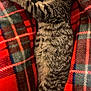 cat, kitten, sleeping, tabby, striped, fur, pet, animal, cozy, blanket, plaid, red, green, soft, resting, cute, domestic_animal, relaxation, indoors, comfort