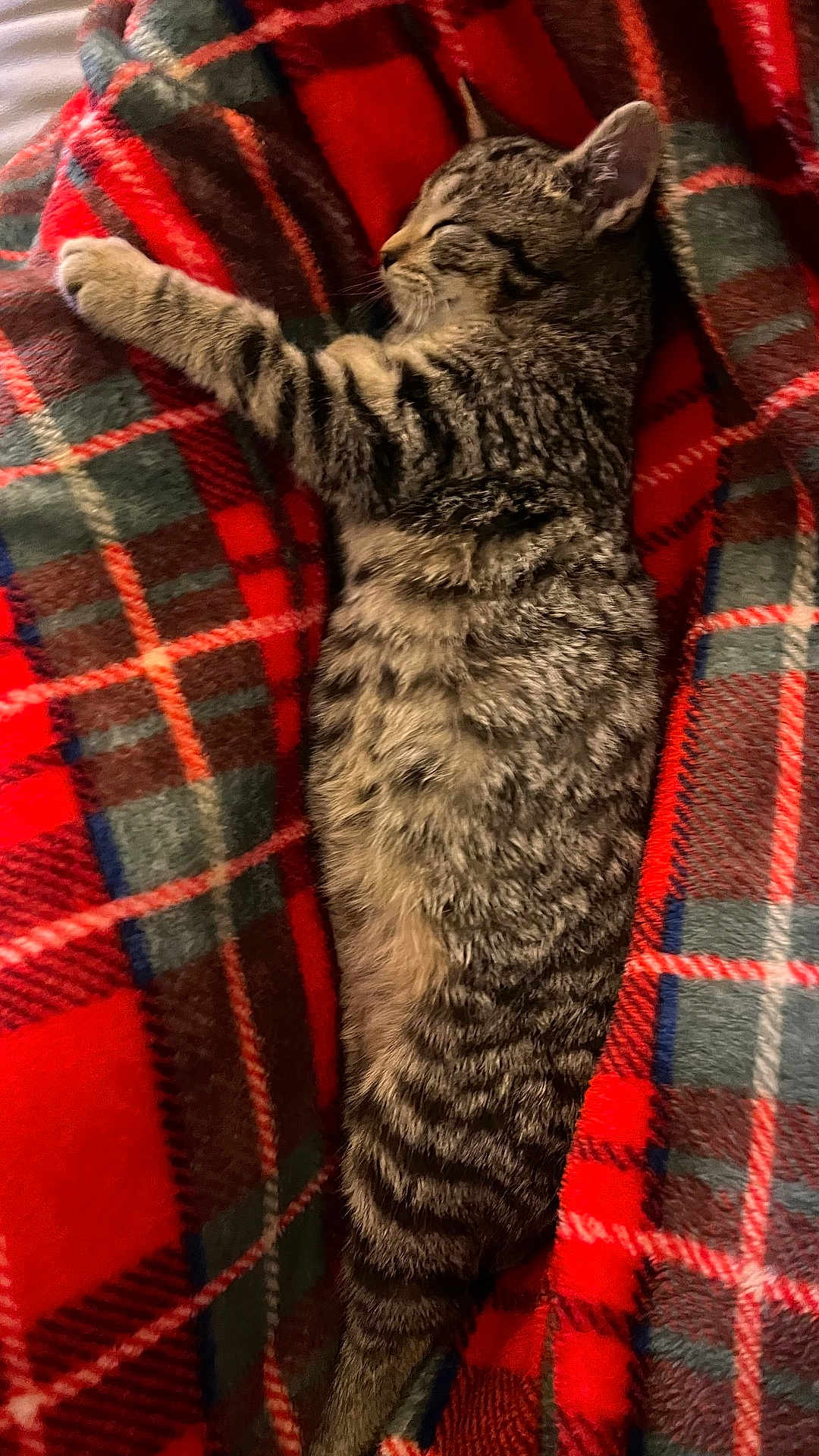 Apollon a rejoint le concours — aidez-le/la à gagner de superbes lots ! cat, kitten, sleeping, tabby, striped, fur, pet, animal, cozy, blanket, plaid, red, green, soft, resting, cute, domestic_animal, relaxation, indoors, comfort