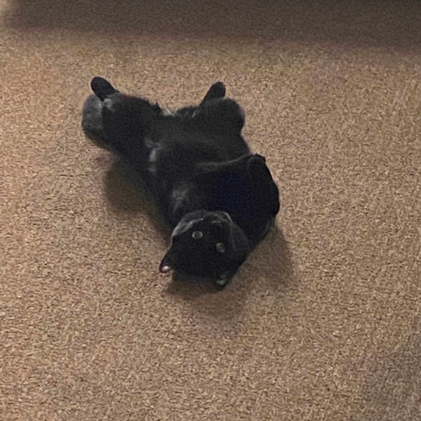 Salem is registered to the contest to win money with this photo: animal, ball, blackcat, bulldog, canine, cat, couch, dog, furniture, hardwood, indoors, interiordesign, labradorretriever, manx, person, pet, puppy, sleeping, sport, wood