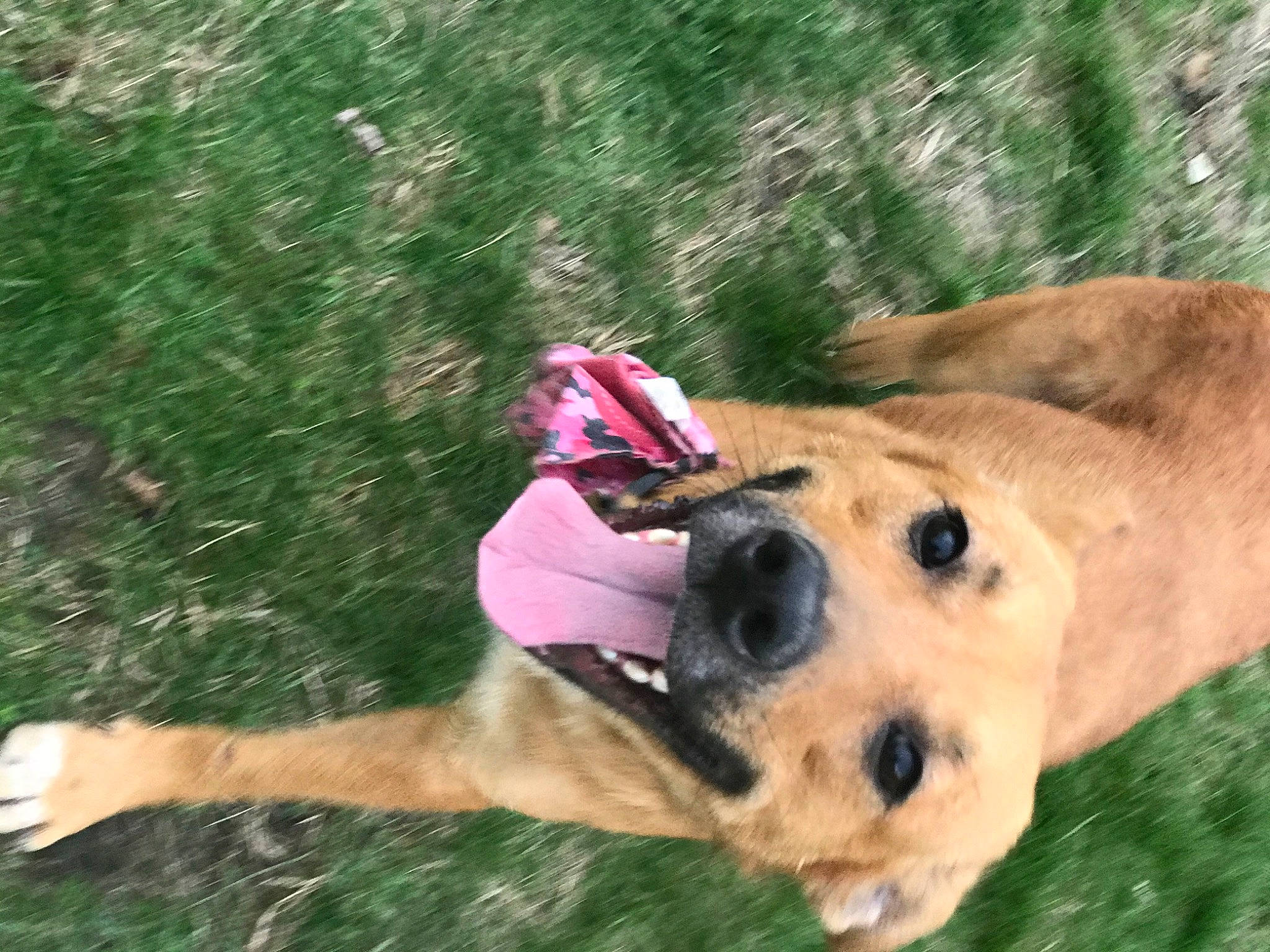 Chauncey joined the competition — help win amazing prizes! black_mouth_cur, boerboel, broholmer, canidae, carnivore, chinook, dog, dog_breed, fawn, fila_brasileiro, grass, snout, sporting_group