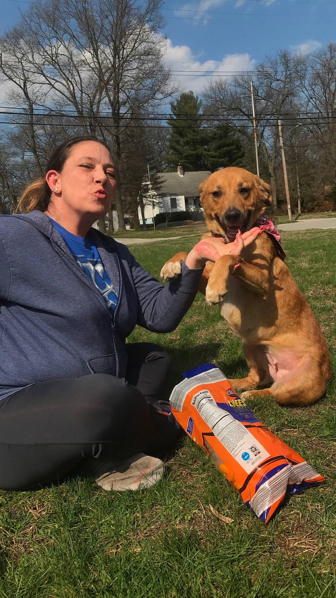 Chauncey joined the competition — help win amazing prizes! border_terrier, canidae, carnivore, companion_dog, dog, dog_breed, leash, mammal, obedience_training, rhodesian_ridgeback, sporting_group