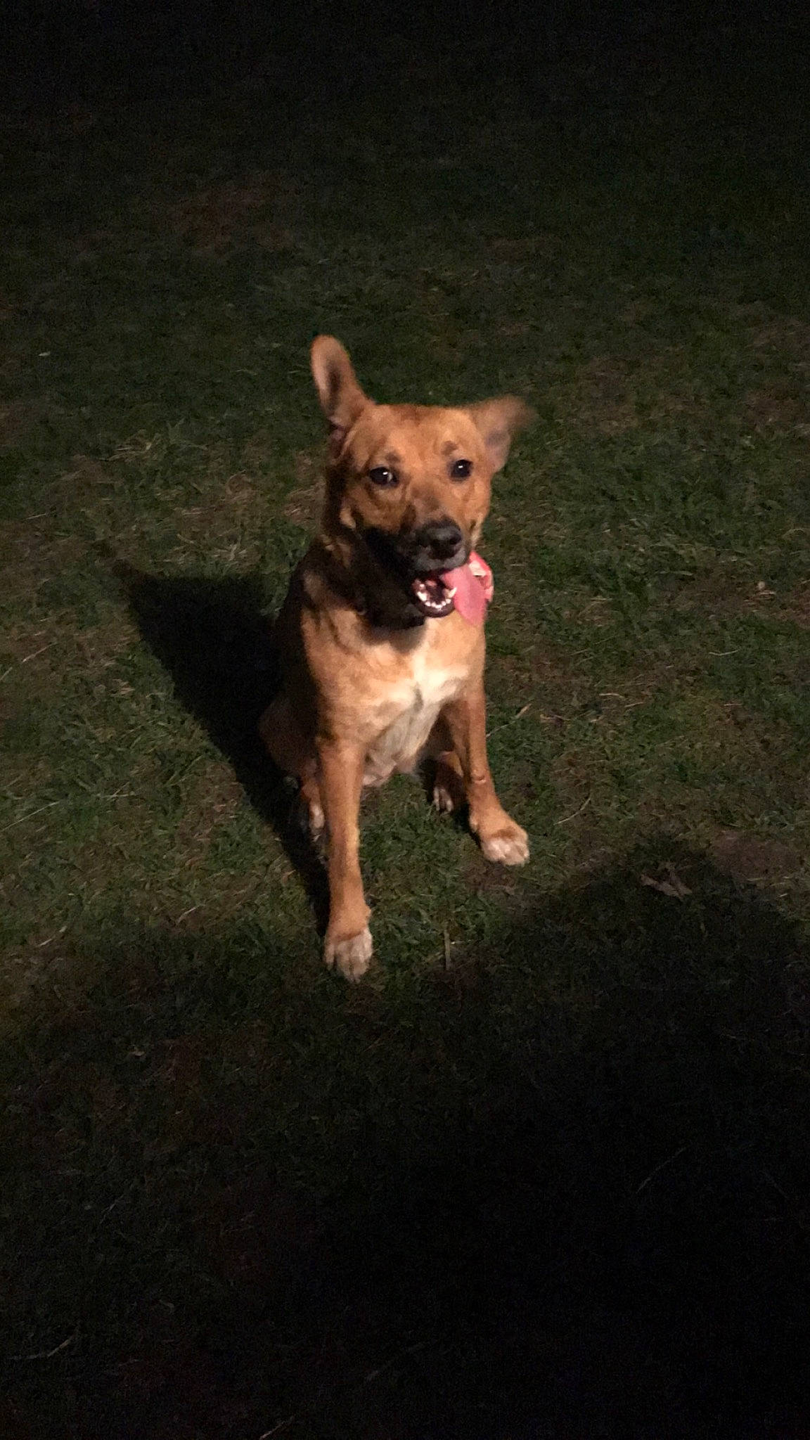 Chauncey joined the competition — help win amazing prizes! canidae, carnivore, dog, dog_breed, fawn, mammal, sporting_group, vertebrate, working_dog