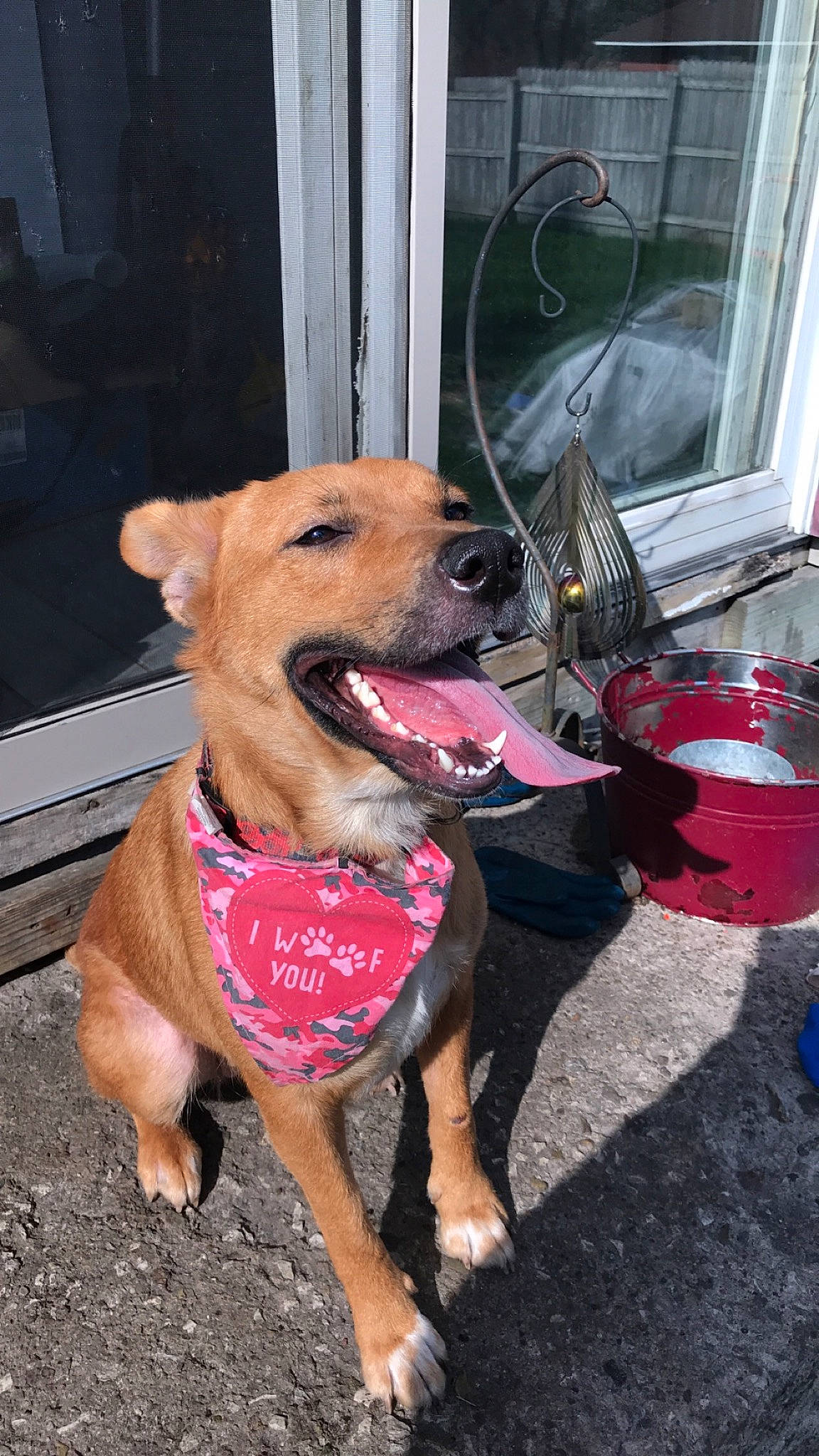 Chauncey joined the competition — help win amazing prizes! canidae, carnivore, dog, dog_breed, fawn, leash, mammal, pink, pit_bull, potcake_dog, puppy, snout, sporting_group