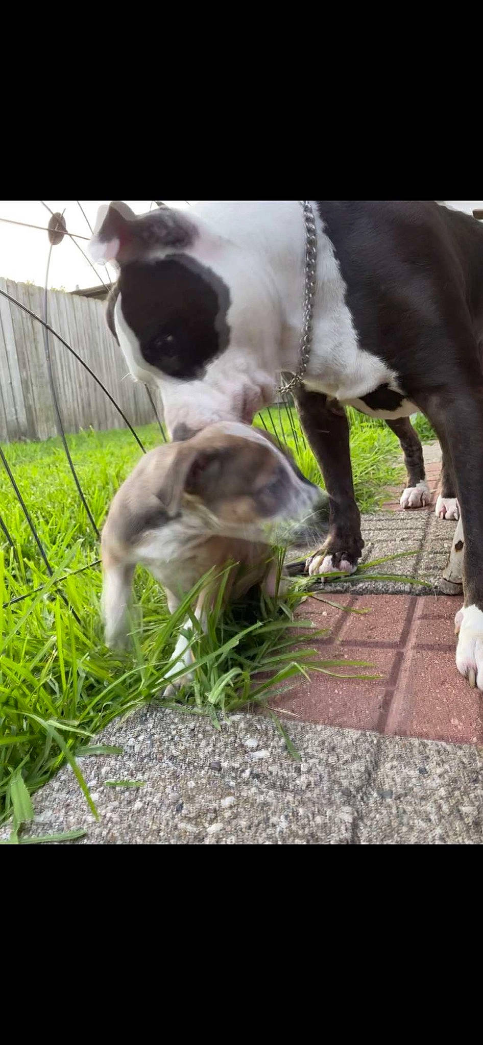 Rocky is registered to the contest to win money with this photo: american_pit_bull_terrier, american_staffordshire_terrier, boston_terrier, canidae, carnivore, dog, dog_breed, fawn, grass, mammal, non_sporting_group, pit_bull, snout, sporting_group, vertebrate