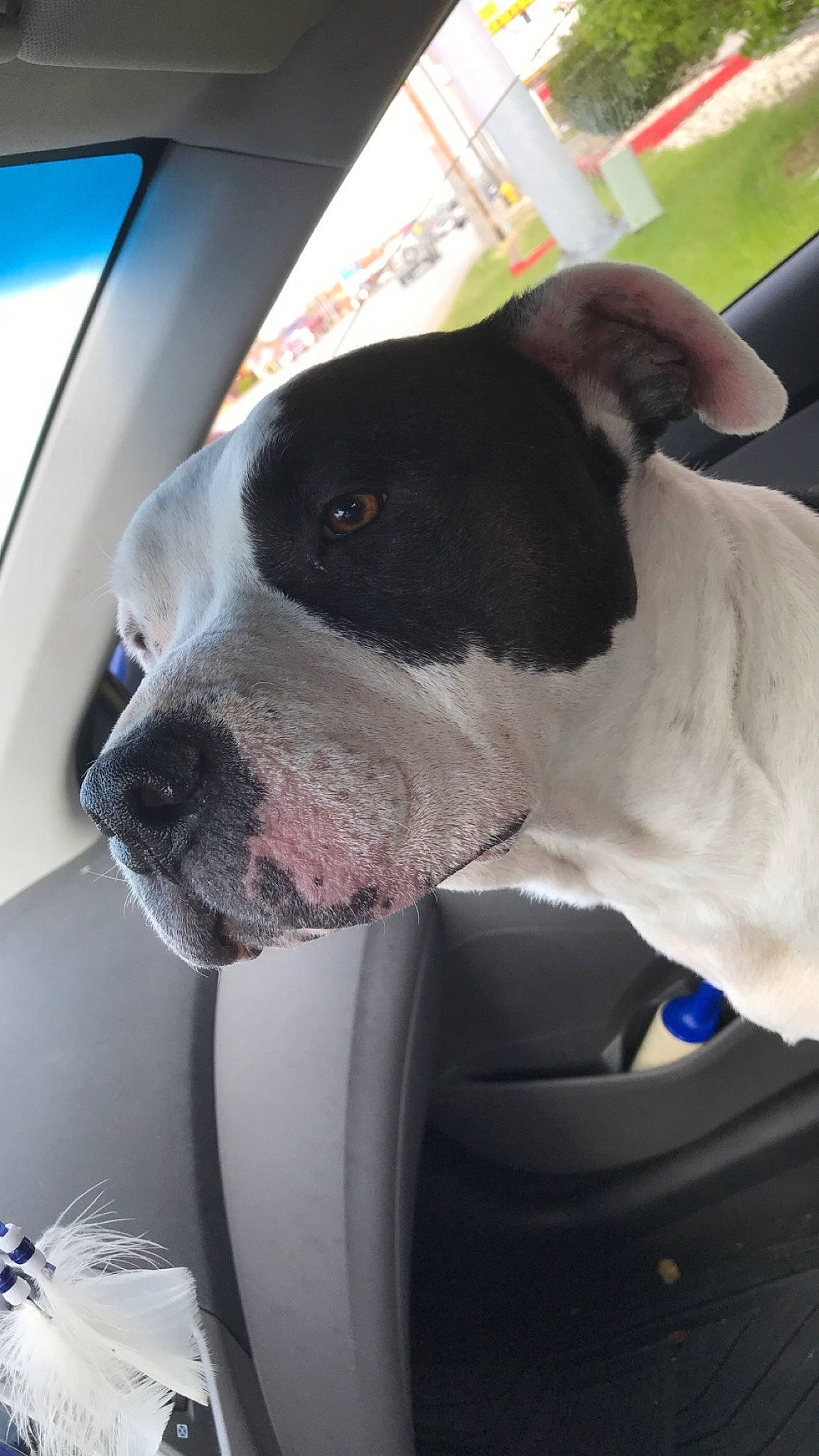 Rocky joined the competition — help win amazing prizes! american_pit_bull_terrier, american_staffordshire_terrier, canidae, carnivore, dog, dog_breed, fawn, mammal, non_sporting_group, pit_bull, pointer, snout, sporting_group, staffordshire_bull_terrier