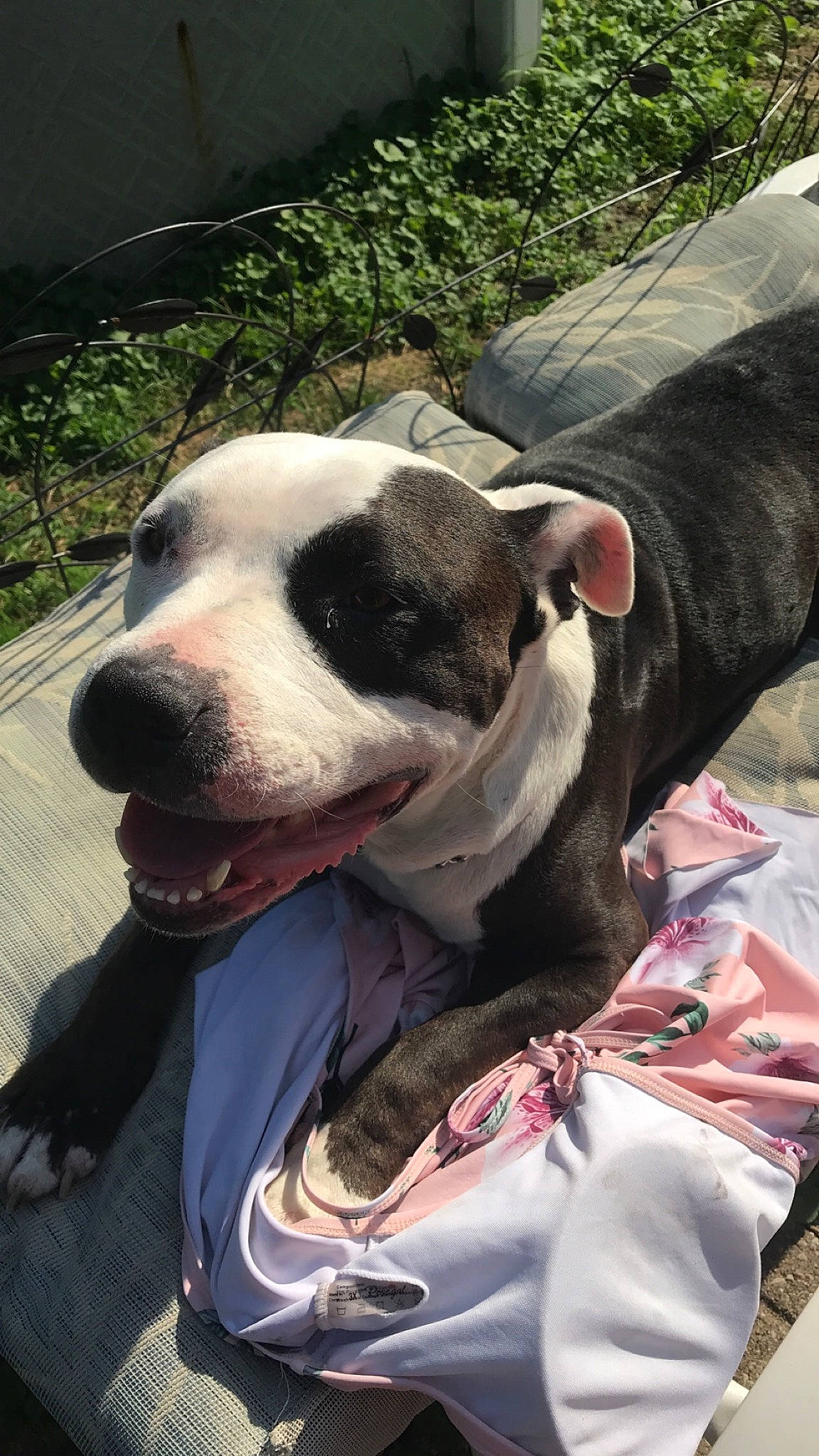 Rocky is registered to the contest to win money with this photo: american_bulldog, american_pit_bull_terrier, american_staffordshire_terrier, bully_kutta, canidae, carnivore, companion_dog, dog, dog_breed, fawn, mammal, non_sporting_group, nose, pit_bull, rare_breed_dog, snout, sporting_group, staffordshire_bull_terrier, valley_bulldog, vertebrate