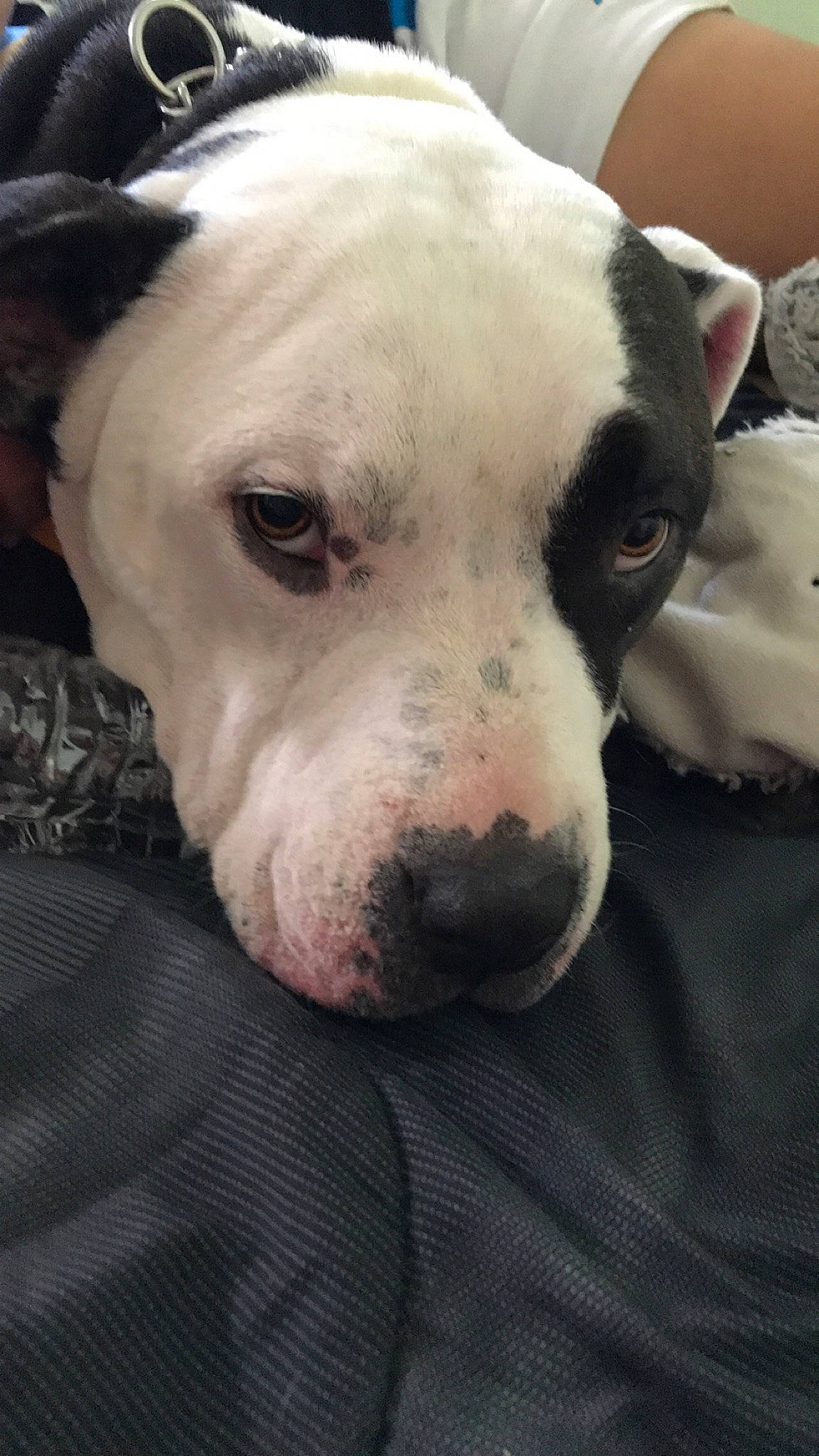 Rocky is registered to the contest to win money with this photo: american_bulldog, american_pit_bull_terrier, american_staffordshire_terrier, bull_and_terrier, bully_kutta, canidae, carnivore, dog, dog_breed, dogo_argentino, dogo_guatemalteco, fawn, mammal, non_sporting_group, nose, pit_bull, rare_breed_dog, snout, valley_bulldog, vertebrate