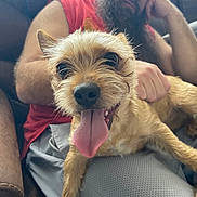 Dobby is registered to the contest to win money with this photo: arm, beard, brown_fur, casual_clothing, closeup, couch, dog, face, happy, human, indoor, leisure, man, pet, relaxing, resting, short_hair, sitting, smiling, tongue_out