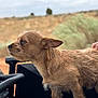 animal, brown_dog, calm, canine, closeup, daytime, desert, dog, fur, hand, looking_away, nature, outdoor, pet, profile, rocky, scruffy, shrubbery, side_view, vehicle