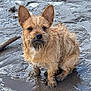 Dobby joined the competition — help win amazing prizes! dog, mud, puddle, wet, mischievous, ears, fur, outdoor, animal, pet, cute, dirty, beach, water, nature, small_dog, portrait, sitting, brown_fur, expression