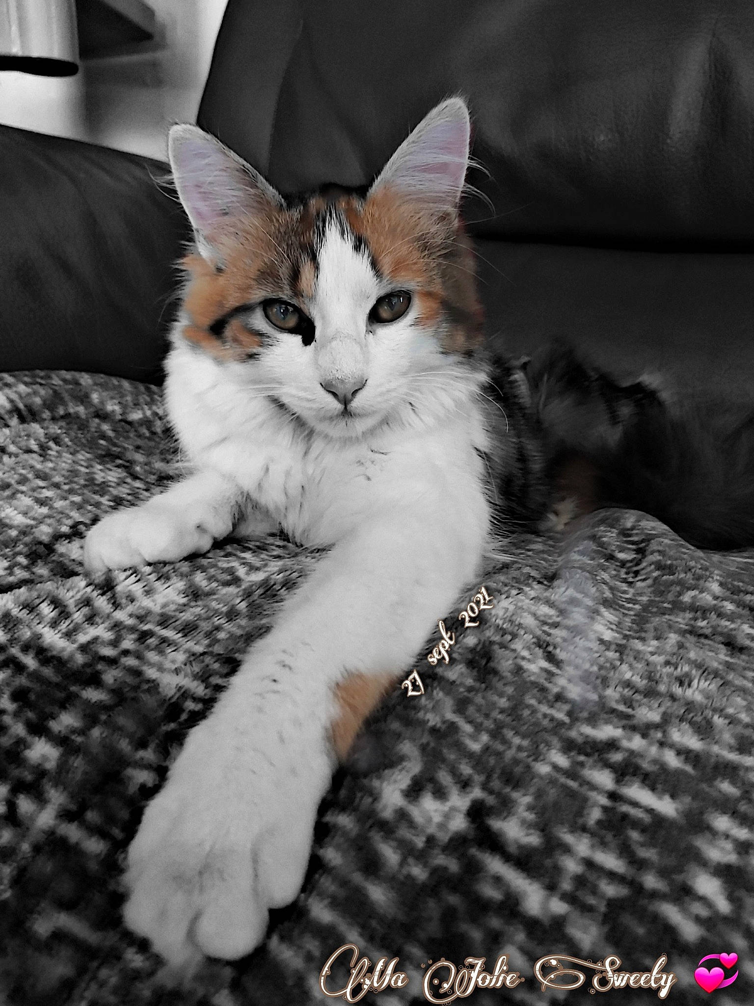 Sweety a rejoint le concours — aidez-le/la à gagner de superbes lots ! carnivore, cat, claw, comfort, couch, domestic_short_haired_cat, felidae, flooring, foot, fur, human_leg, monochrome, monochrome_photography, paw, photo_caption, sitting, small_to_medium_sized_cats, snout, tail, whiskers