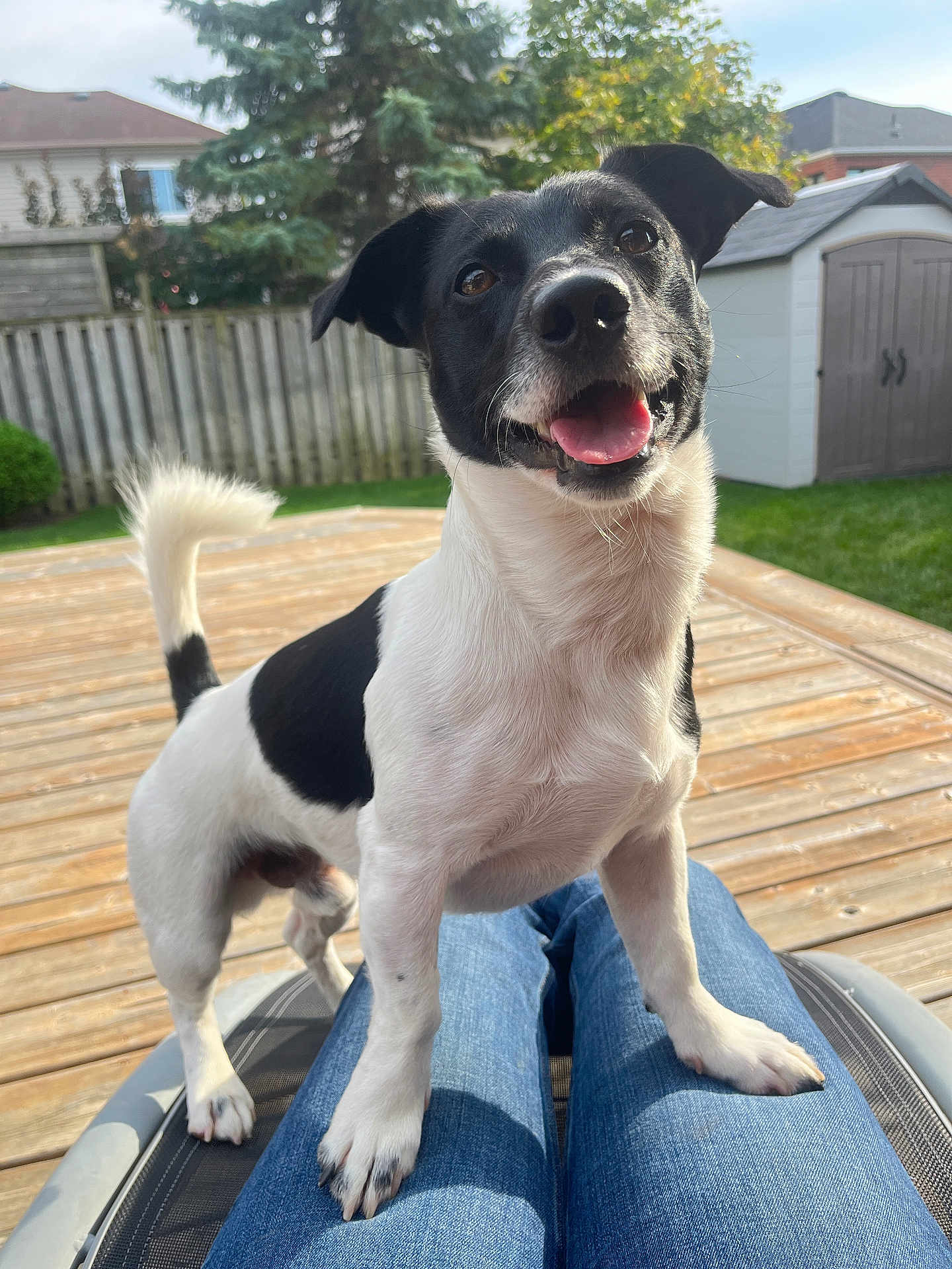 Goose is registered to the contest to win money with this photo: dog, black_and_white, pet, outdoor, sunny, deck, grass, shed, happy, tongue_out, ears_up, canine, person, lap, smiling, animal, fence, nature, domestic_animal, playful