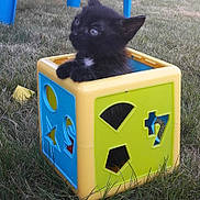 Oreo a rejoint le concours — aidez-le/la à gagner de superbes lots ! black_cat, carnivoran, cat, cat_like_mammal, kitten, play, small_to_medium_sized_cats, snout, whiskers