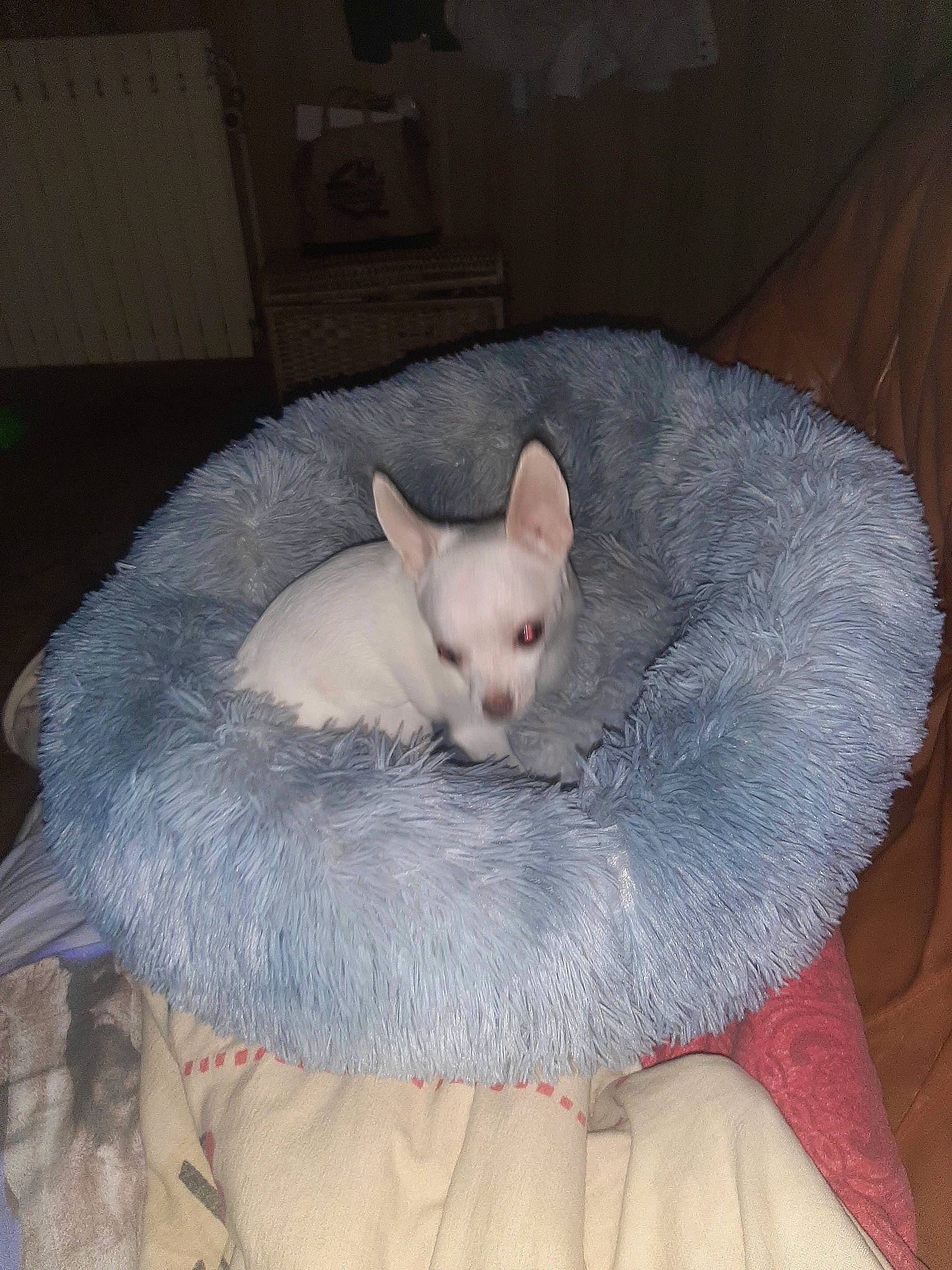 Bella participe au concours pour gagner de l'argent avec cette photo : bed, canidae, carnivore, cat, cat_bed, comfort, companion_dog, dog_breed, domestic_short_haired_cat, ear, eye, fawn, felidae, fur, head, paw, small_to_medium_sized_cats, snout, tail, whiskers