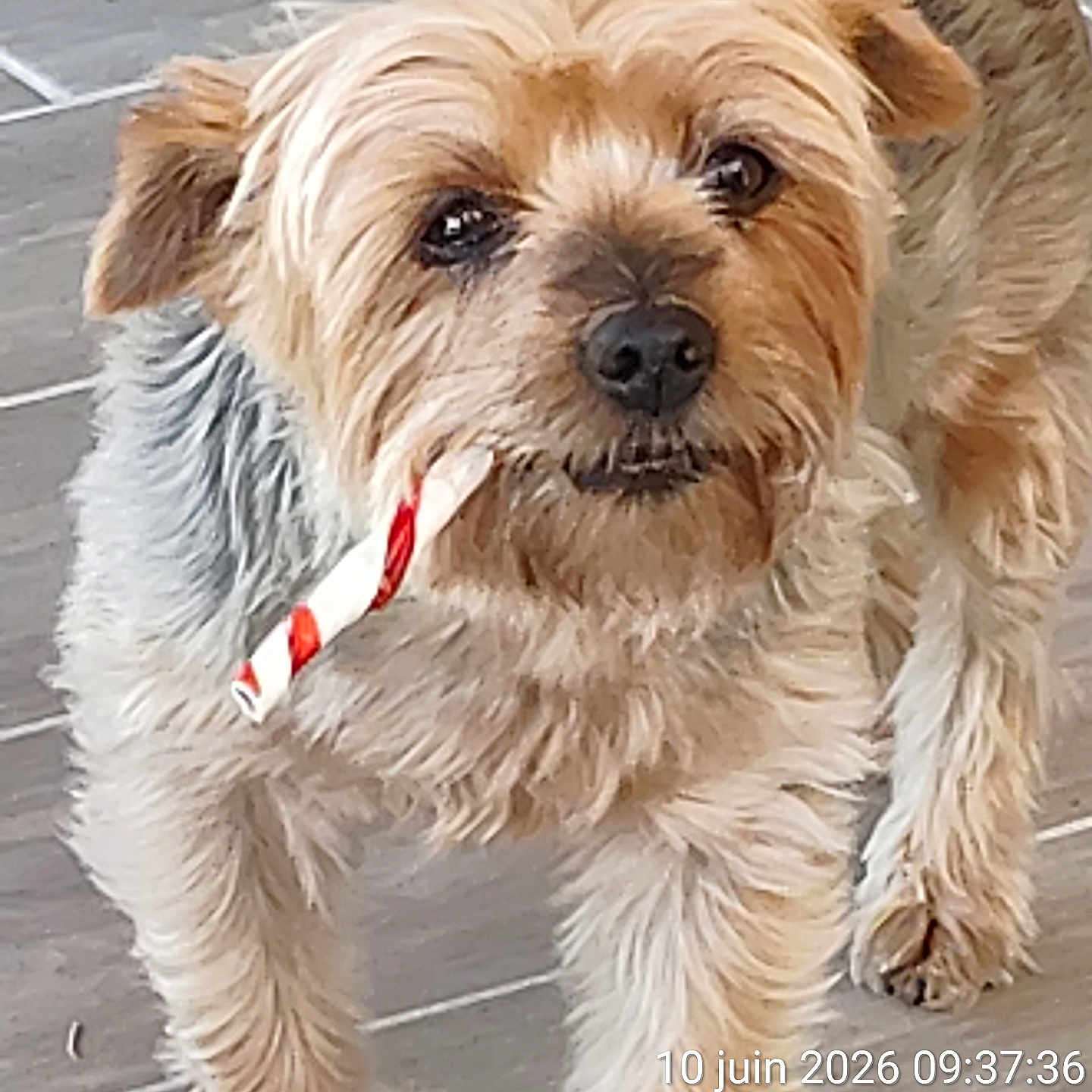 Julia a rejoint le concours — aidez-le/la à gagner de superbes lots ! dog, pet, small_dog, fur, floor, chew_toy, animal, canine, curious, brown_fur, gray_fur, playing, standing, indoor, close_up, looking_at_camera, snout, ears, paw, companion