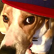 Cricket joined the competition — help win amazing prizes! animal, baseball_cap, blue_cap, brown_and_white, canine, close_up, companion, cozy, cute, dog, domestic_animal, expression, face, hat, indoor, looking_up, paws, pet, portrait, red_cap