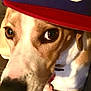 animal, baseball_cap, blue_cap, brown_and_white, canine, close_up, companion, cozy, cute, dog, domestic_animal, expression, face, hat, indoor, looking_up, paws, pet, portrait, red_cap