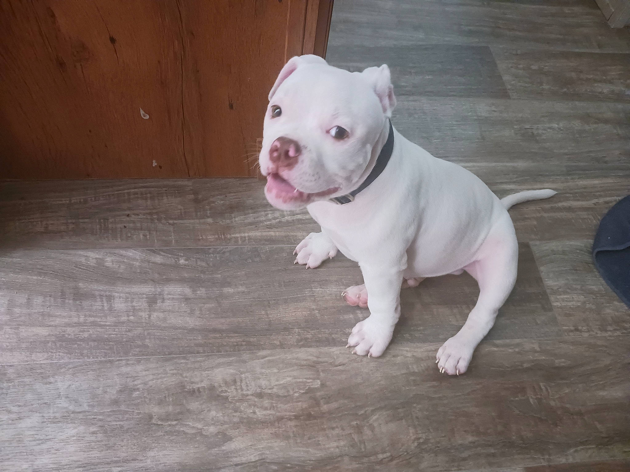 Niko joined the competition — help win amazing prizes! canidae, carnivore, circle, companion_dog, cordoba_fighting_dog, dog, dog_breed, fawn, flooring, hardwood, molosser, non_sporting_group, snout, sporting_group, tail, terrestrial_animal, toy_dog, wood, working_animal