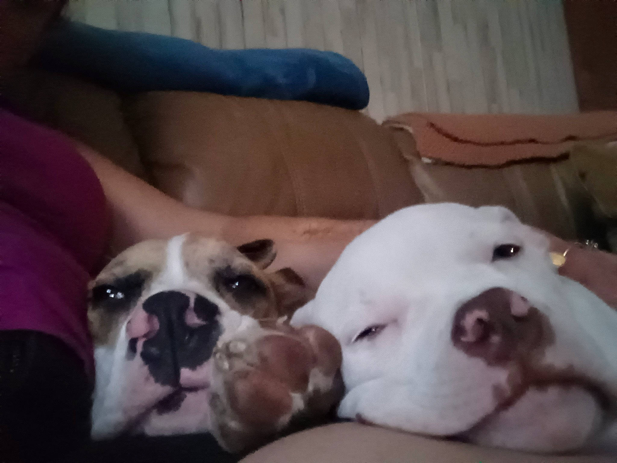 Niko is registered to the contest to win money with this photo: bored, bulldog, canidae, carnivore, comfort, companion_dog, dog, dog_breed, ear, fawn, head, mammal, nose, puppy_love, snout, sporting_group, toy_dog, vertebrate, whiskers, working_animal